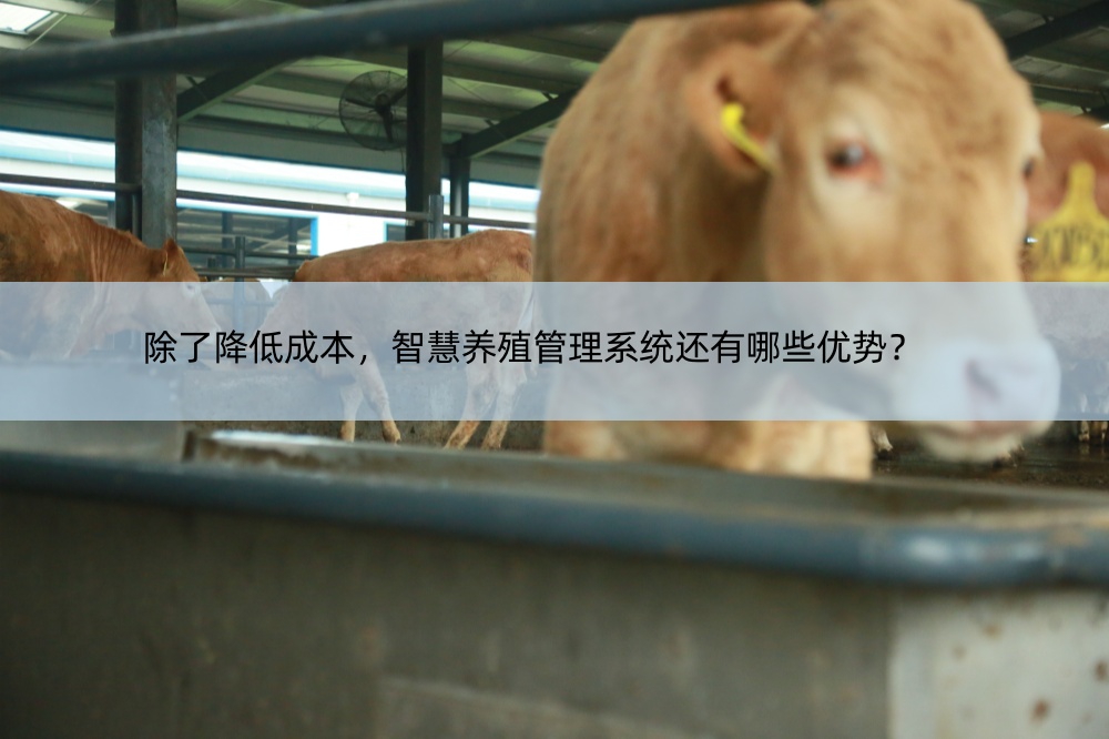 智慧養(yǎng)殖管理系統(tǒng)